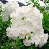 Флокс метельчатый Давид (капер)