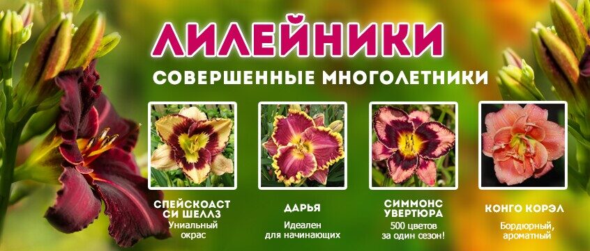 Сирень анна шиач фото