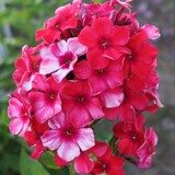 Флокс метельчатый А.Е.Амос (капер)