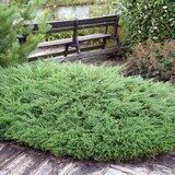 Можжевельник горизонтальный Андора Компакта 1,5л