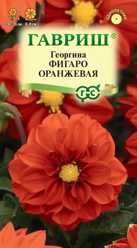 Георгина Фигаро оранжевая