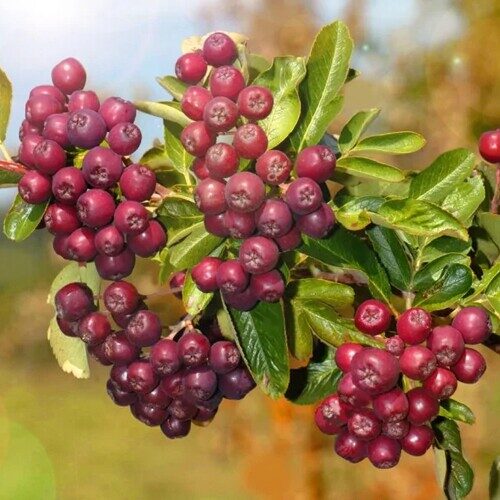 Рябина Ликерная (съедобная)